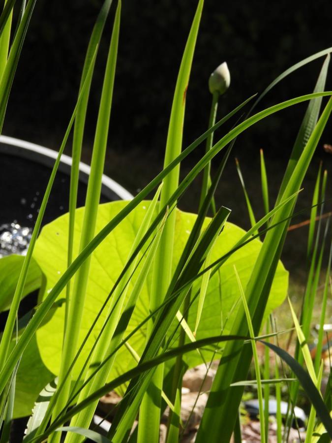 La Suite Melusine - Spa Du Souffle Du Saule Buhl-Lorraine Dış mekan fotoğraf